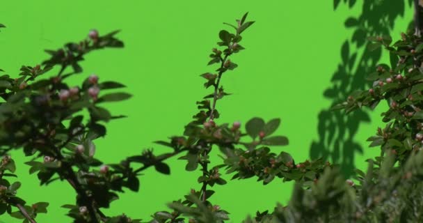 Ramo verde com botão de flor não aberto Plantas verdes arbustos grama folhas flores ramos de árvores em cromakey verde — Vídeo de Stock