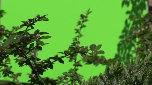 Grüner Zweig mit ungeöffneter Blütenknospe grüne Pflanzen Sträucher Gras Blätter Blumen Zweige von Bäumen auf Chromakey grün — Stockvideo