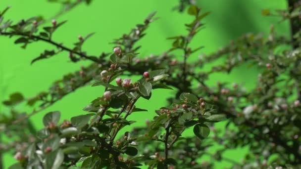 Grüner Zweig mit ungeöffneter Blütenknospe grüne Pflanzen Sträucher Gras Blätter Blumen Zweige von Bäumen auf Chromakey grün — Stockvideo