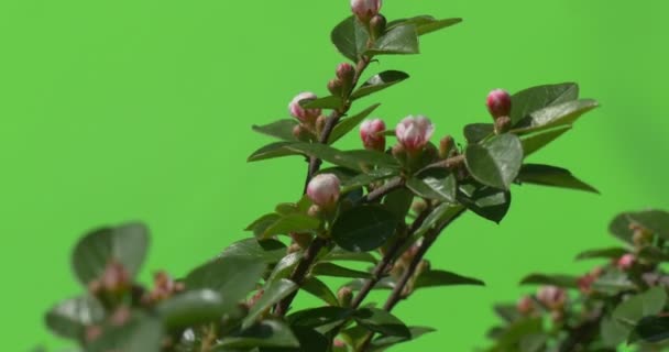 Grüner Zweig mit ungeöffneter Blütenknospe grüne Pflanzen Sträucher Gras Blätter Blumen Zweige von Bäumen auf Chromakey grün — Stockvideo