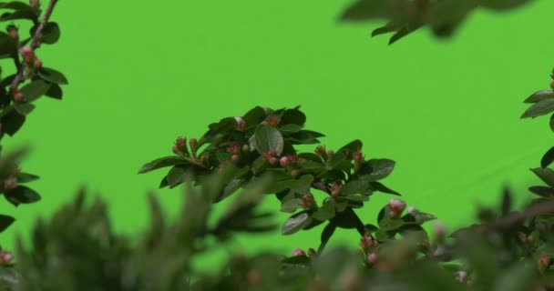 Grüner Zweig mit ungeöffneter Blütenknospe grüne Pflanzen Sträucher Gras Blätter Blumen Zweige von Bäumen auf Chromakey grün — Stockvideo