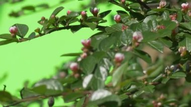 Yeşil dalı ile açılmamış çiçek tomurcuk yeşil ağaçlar çalılar çimen yaprakları çiçek dalları chromakey yeşil bitkiler.