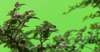 Yeşil dalı ile açılmamış çiçek tomurcuk yeşil ağaçlar çalılar çimen yaprakları çiçek dalları chromakey yeşil bitkiler.