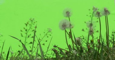 Yeşil Beyaz kabarık dandelions yeşil bitkiler çalılar çimen yaprakları çiçek dalları ve chromakey ağaçlarının ile fırçalayın