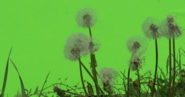 Yeşil Beyaz kabarık dandelions yeşil bitkiler çalılar çimen yaprakları çiçek dalları ve chromakey ağaçlarının ile fırçalayın