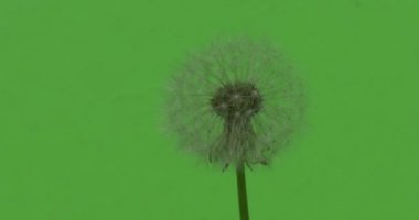 kabarık beyaz karahindiba yakın yeşil ağaçlar çalılar çimen yaprakları çiçek dalları chromakey yeşil bitkiler.