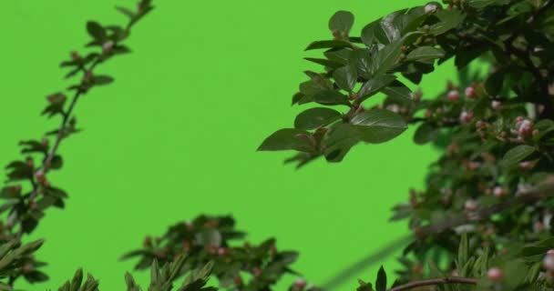 Зелена гілка з невідкритим квітковим бутоном Зелені рослини Кущі трави листя квітів гілки дерев на хромосовому зеленому — стокове відео