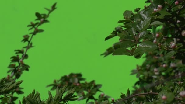 Rama verde con capullo de flores sin abrir Plantas verdes arbustos hierba hojas flores ramas de árboles en verde cromakey — Vídeo de stock