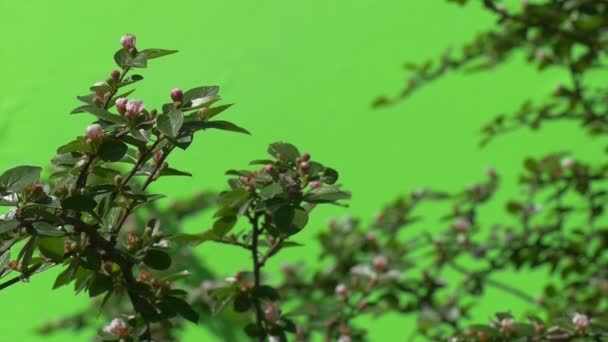 Branche verte avec bourgeon floral non ouvert Plantes vertes buissons herbe feuilles fleurs branches d'arbres sur vert chromatique — Video