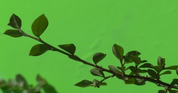 Groene planten struiken gras bladeren bloemen takken van bomen op chromakey groene — Stockvideo