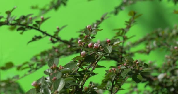 Zelené větve s Neotevřená květní pupen zelené rostliny keře travní listy květin větve stromů na chromakey zelený — Stock video