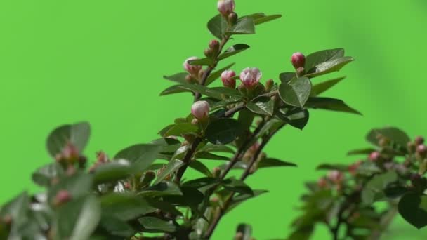 Green branch with unopened flower bud Green plants bushes grass leaves flowers branches of trees on chromakey green — Stock Video