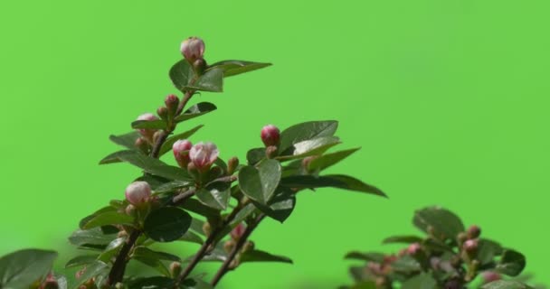 Rama verde con capullo de flores sin abrir Plantas verdes arbustos hierba hojas flores ramas de árboles en verde cromakey — Vídeos de Stock