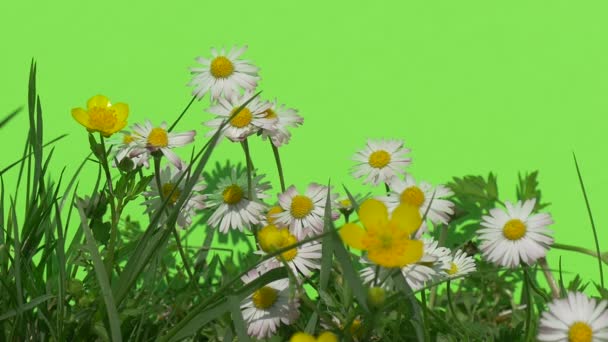 Skrubba med vita prästkragar gröna växter buskar gräs lämnar blommor trädgrenar på chromakey grön — Stockvideo