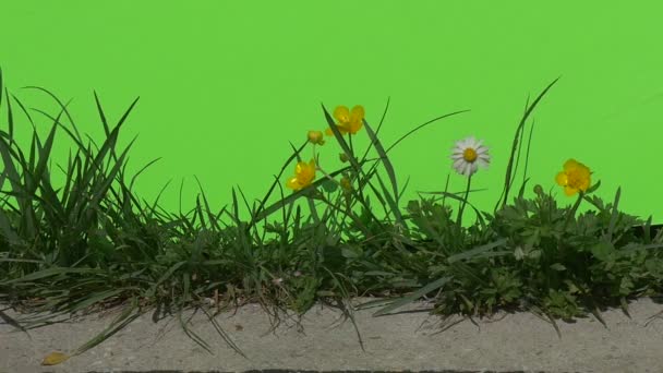 Green plants bushes grass leaves flowers branches of trees on chromakey green