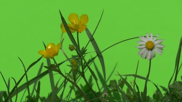 Geel groen planten struiken gras bladeren bloemen takken van bomen op chromakey groene — Stockvideo