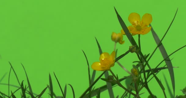 Pequeñas flores de margarita amarilla Plantas verdes arbustos hierba hojas flores ramas de árboles en verde cromakey — Vídeos de Stock