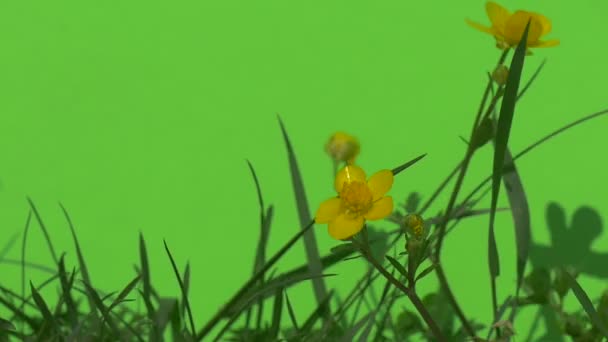 Liten gul tusensköna blommor gröna växter buskar gräs lämnar blommor trädgrenar på chromakey grön — Stockvideo