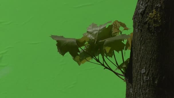 Ahşap akçaağaç yaprakları yeşil bitkiler çalılar ağaçlar çiçek dalları chromakey üzerinde yeşil yaprakları — Stok video