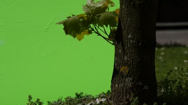 Plantas verdes arbustos hierba hojas flores ramas de árboles en verde cromakey — Vídeo de stock