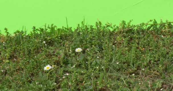 Plantas verdes arbustos hierba hojas flores ramas de árboles en verde cromakey — Vídeo de stock