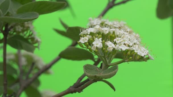 Plantas verdes arbustos hierba hojas flores ramas de árboles en verde cromakey — Vídeo de stock