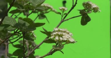 Yeşil ağaçlar çalılar çimen yaprakları çiçek dalları chromakey yeşil bitkiler.