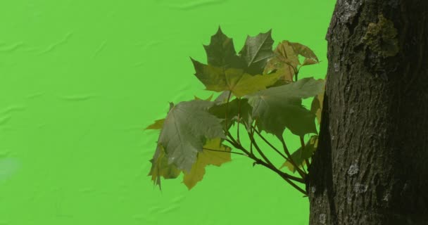 Madeira Bordo Folhas Plantas Verdes Arbustos folhas ramos de árvores chromakey verde — Vídeo de Stock