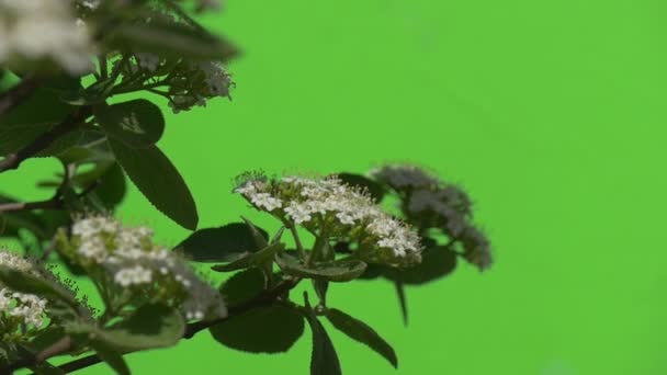 Πράσινο φυτά θάμνους φύλλα χλόης λουλούδια κλαδιά των δέντρων σε chromakey πράσινο — Αρχείο Βίντεο