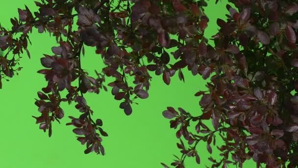 Красные, виноградные, фиолетовые листья на Буше упали, повернули изображение, медленное движение — стоковое видео