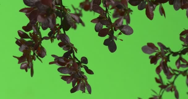 Piros, borból, lila levelek a növény ágak le — Stock videók