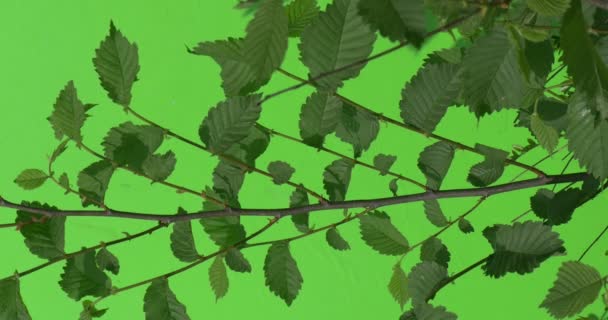 Haste de madeira, tronco, folhas verdes, ramos, imagem é girada horizontalmente — Vídeo de Stock