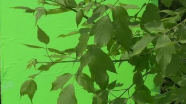 Durian Dragon yaprakları ile yeşil Bush Şubesi