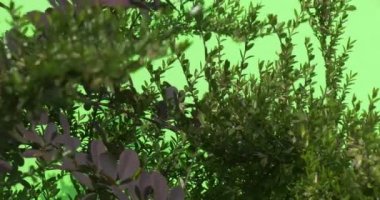 Küçük yeşil ve şarap gibi kısa düşük Bush'larda bırakır, Greeen çit, yaprak dökmeyen çalı