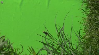 Karahindiba, döken onun çiçeği, Willow'un yaprak yatay olarak, taze ot, zemin dikey olarak.