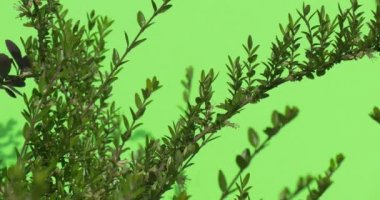 Kısa düşük herdem yeşil Bush ile küçük yeşil yaprakları, Greeen çit, çırpınan