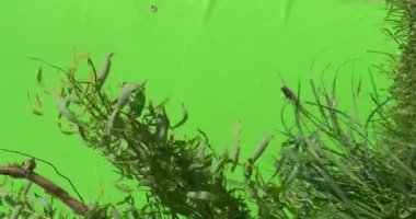 Genç Willow gövde, Offshoots yatay olarak değil, çırpınan