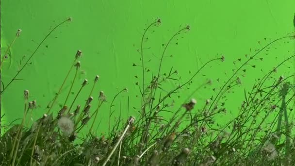 Capsella og Taraxacum, Mælkebøtter, Shed sine blomster, Felt, Midterskud – Stock-video