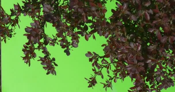 빨간색, 포도주, 보라색 아래로 돌린된 이미지 부시에 나뭇잎 — 비디오