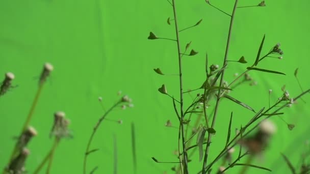 Herderstasje en Taraxacum, paardebloemen, werpen de bloesems, Slow Motion — Stockvideo