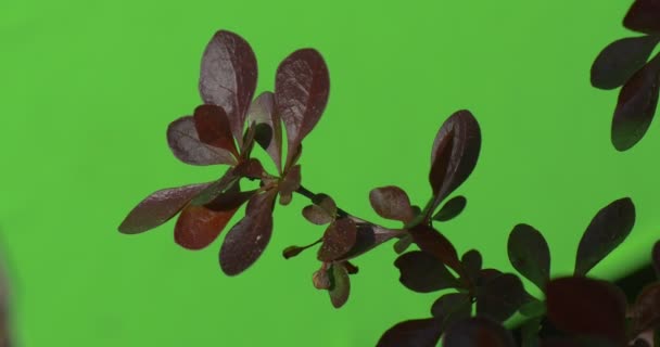 Red, Vinous, Purple Leaves on Plant's Offshoot — Stock Video