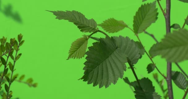 Folhas verdes de Bush com haste de madeira, tronco, folhas pequenas de Bush Evergreen — Vídeo de Stock
