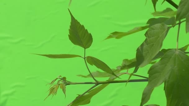 Folhas verdes no ramo, folhas jovens — Vídeo de Stock
