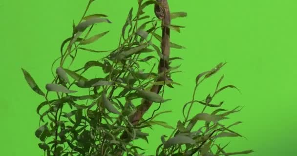 Young Willow's Trunk And Offshoots With Leaves, Wavering, Real Time — Stock Video