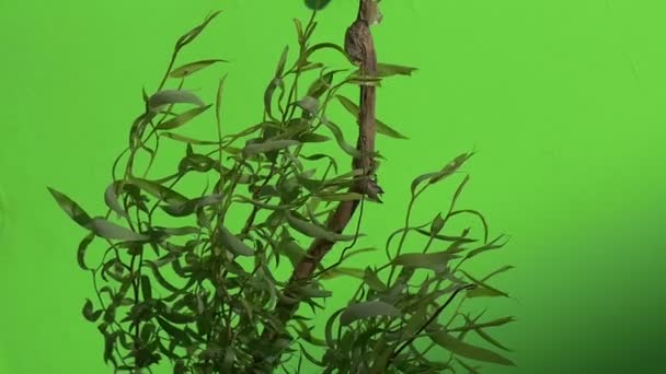 Tronco e Offshoots do salgueiro novo com folhas, oscilando, movimento lento — Vídeo de Stock