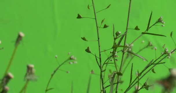 Capsella ve karahindiba, karahindiba, onun çiçekleri döken — Stok video