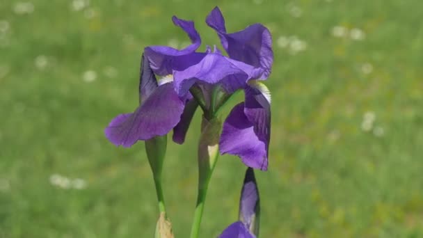 Één Violet Irise met knoppen, wapperen, Slow Motion — Stockvideo