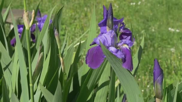 Iris violetas en el prado, Wavering, cámara lenta — Vídeos de Stock