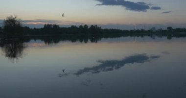Su, bir ağaç, ağaçlar siluetleri, mavi gökyüzü, ufuk, düzgün hava ile taşlı Adası dalgalanan Twilight, akşam, gölet, peyzaj