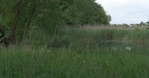 Вечер на реке, пруд, зеленые деревья и буши, вода, озеро — стоковое видео